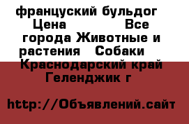 француский бульдог › Цена ­ 40 000 - Все города Животные и растения » Собаки   . Краснодарский край,Геленджик г.